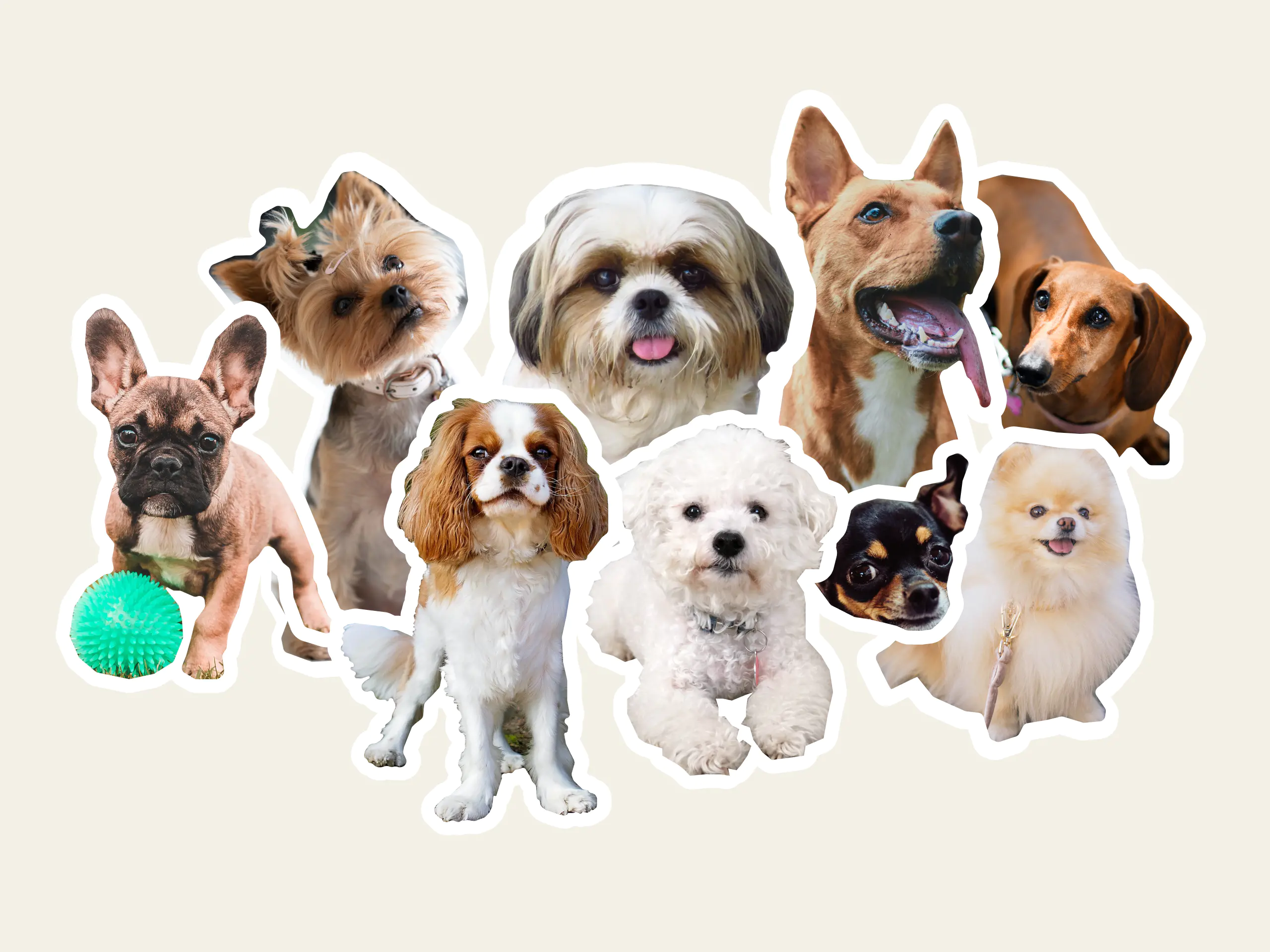 The top 9 dog breeds for older people